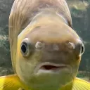 dariaisnothere