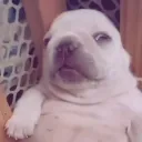 joply