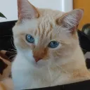catagent