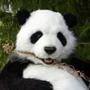 pieterthepanda