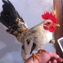 bantamspy