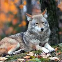 shadowwolf289