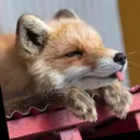 arandomfox.