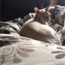 trickjay