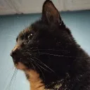 kataeti