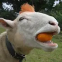 cheekychris6457