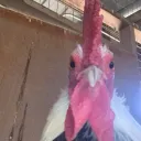 catchergmw69