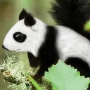 slashpanda