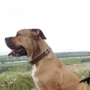 goldieshort