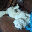 alphaomegastrife#2430's avatar