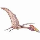 bakonydraco
