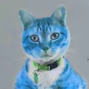 nickythecat