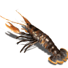 pidjohn