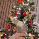 yulisaur