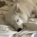 dog.star