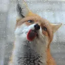 fabled.kitsune