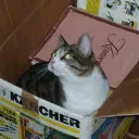 master_chan