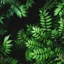 braveleaf