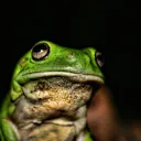 greenbigfrog