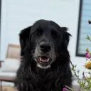 boodog