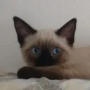 maligex