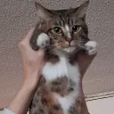 teancrumpets