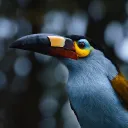 tibbird