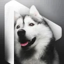 husky1
