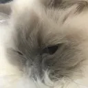 monkitteh