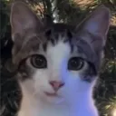 nightbit
