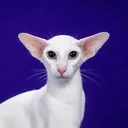 noonie