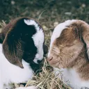 grumpy_goat