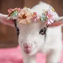 grumpy_goat