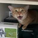 garrettvorce