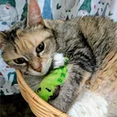 pastellepixie