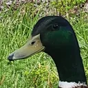 yurducky