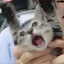 mogiyt