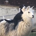 avatar ᶻzᶻ٠highfallen