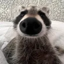 absoluteletdown avatar