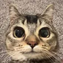 vullardqueen