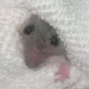 elodash