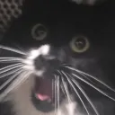 katomo.