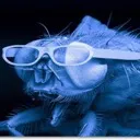 arlegoon