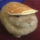 patchkat