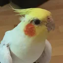 pikawhite3