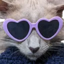 puddykitia