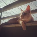 rafaelmdm