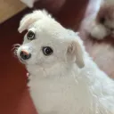 himesamatv