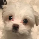 shiphtur