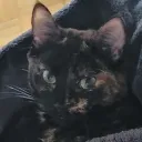 meowkaylax3